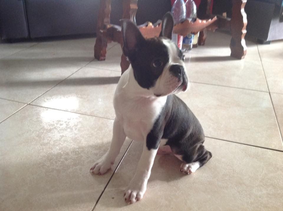 Of Stella Majoris - Boston Terrier - Portée née le 17/02/2018